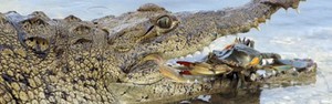 Caranguejo 'descansa' em boca de jacaré (National Geographic Channels/AP)