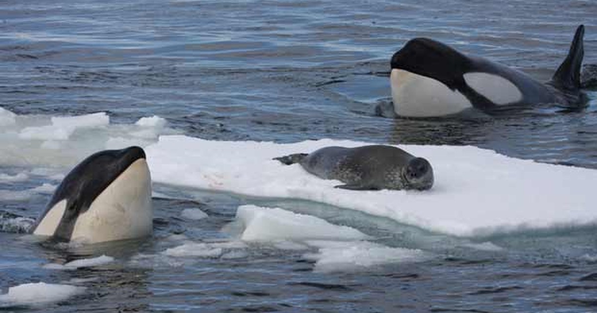 G1 Orcas Da Antártida Trabalham Em Grupo Para Capturar Foca