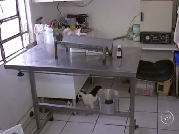 Vigilância de Tatuí fecha clínica que mantinha gatos sem comida e água (Foto: Reprodução/ TV TEM)