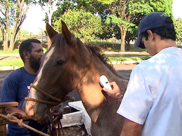 Cavalo é identificado por microchip em Ribeirão Preto (Foto: Maurício Glauco/EPTV)