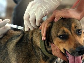 Técnicos do CCZ orientam que cães devem ser levados aos postos com coleiras reforçadas e os gatos em caixas de transporte (Foto: PMFI / Divulgação) Técnicos do CCZ orientam que cães devem ser levados aos postos com coleiras reforçadas e os gatos em caixas de transporte (Foto: PMFI / Divulgação)