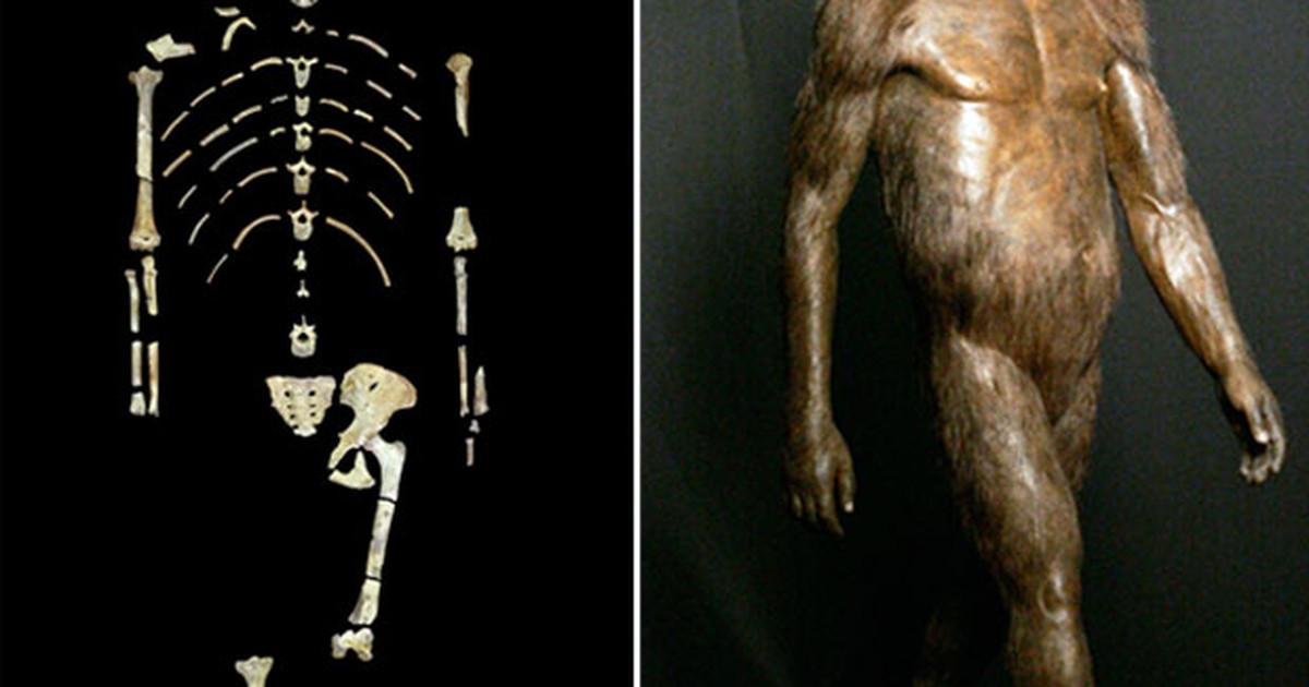 Lucy, a famosa australopithecus, provavelmente morreu em queda