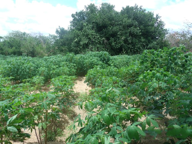 Plantação fica escondida entre pés de mandioca (Foto: Divulgação/ PF)