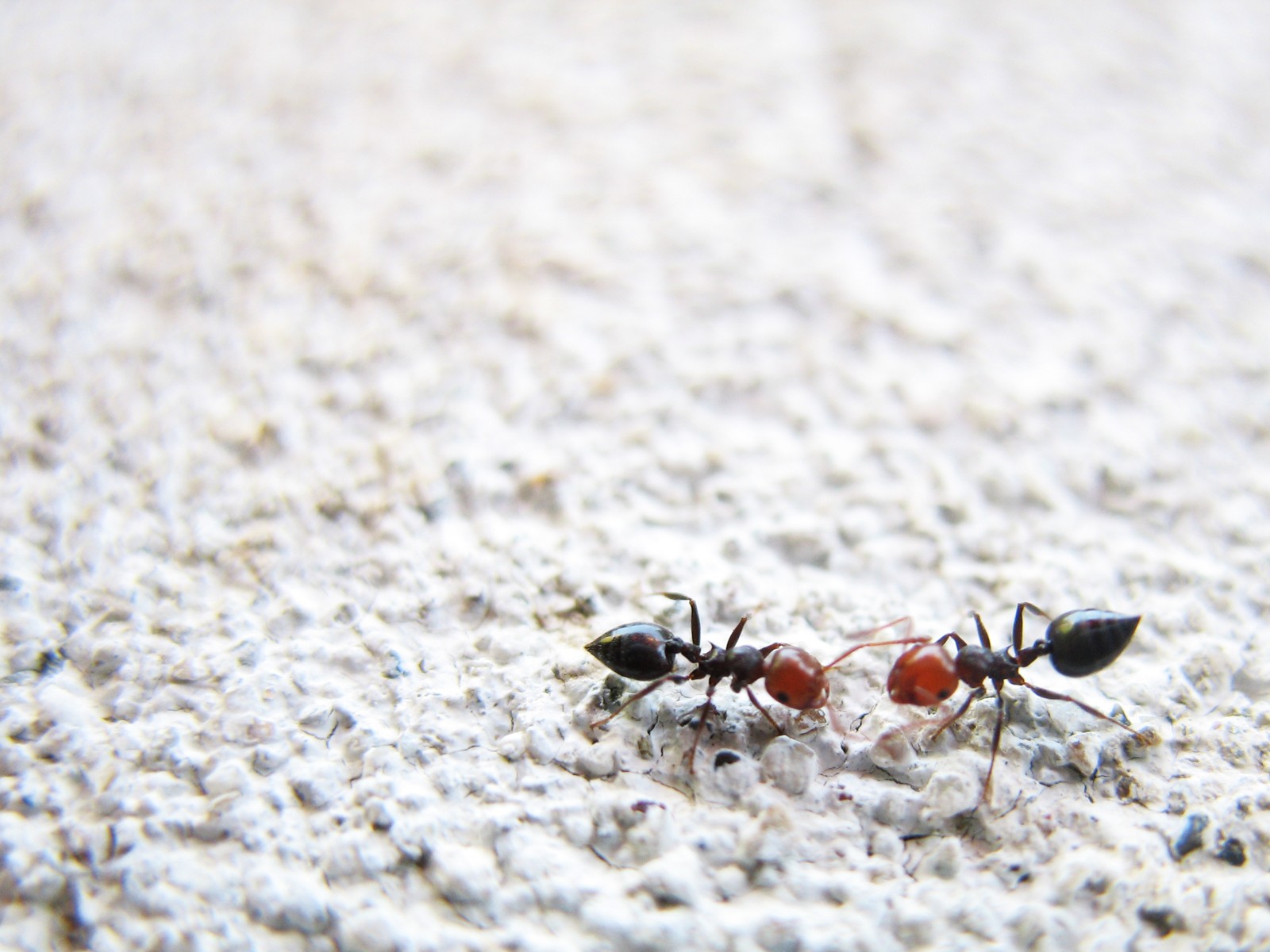 Formigas são apenas uma das espécies que toda casa tem (Foto: Flickr / Pietro Bellini)