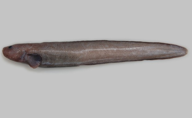 Espécie de peixe da família 'Zoarcidae' descoberta na Nova Zelândia (Foto: Divulgação/NIWA/University of Aberdeen)
