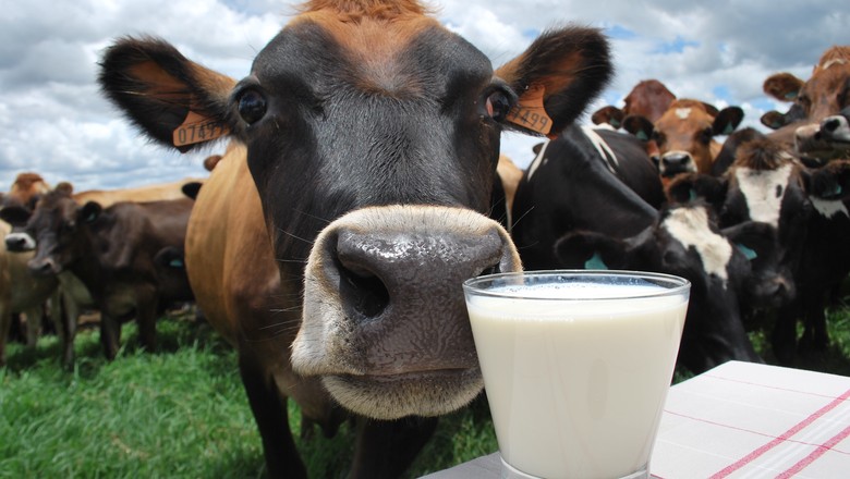 pecuaria-leiteira-leite-vaca (Foto: Ernesto de Souza/Ed. Globo)