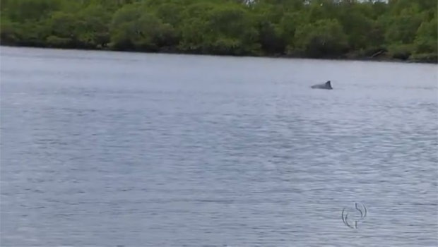 Golfinhos se exibem nas águas da Ilha das Peças (Foto: Reprodução)