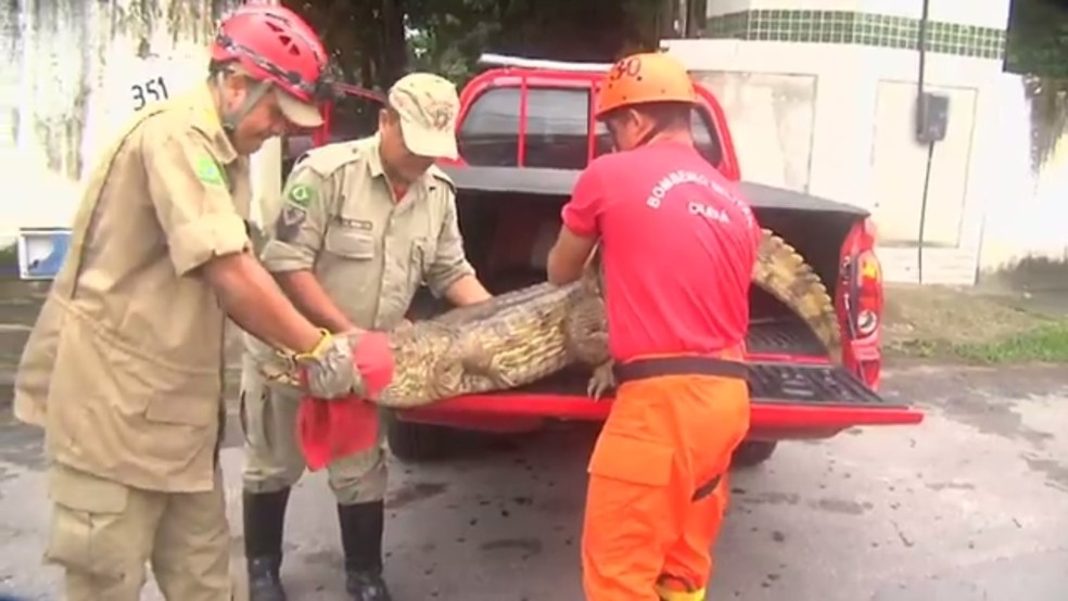 Jacaré foi recolhido pelo Corpo de Bombeiros e levado para o Ibama (Foto: TV Verdes Mares/Reprodução)