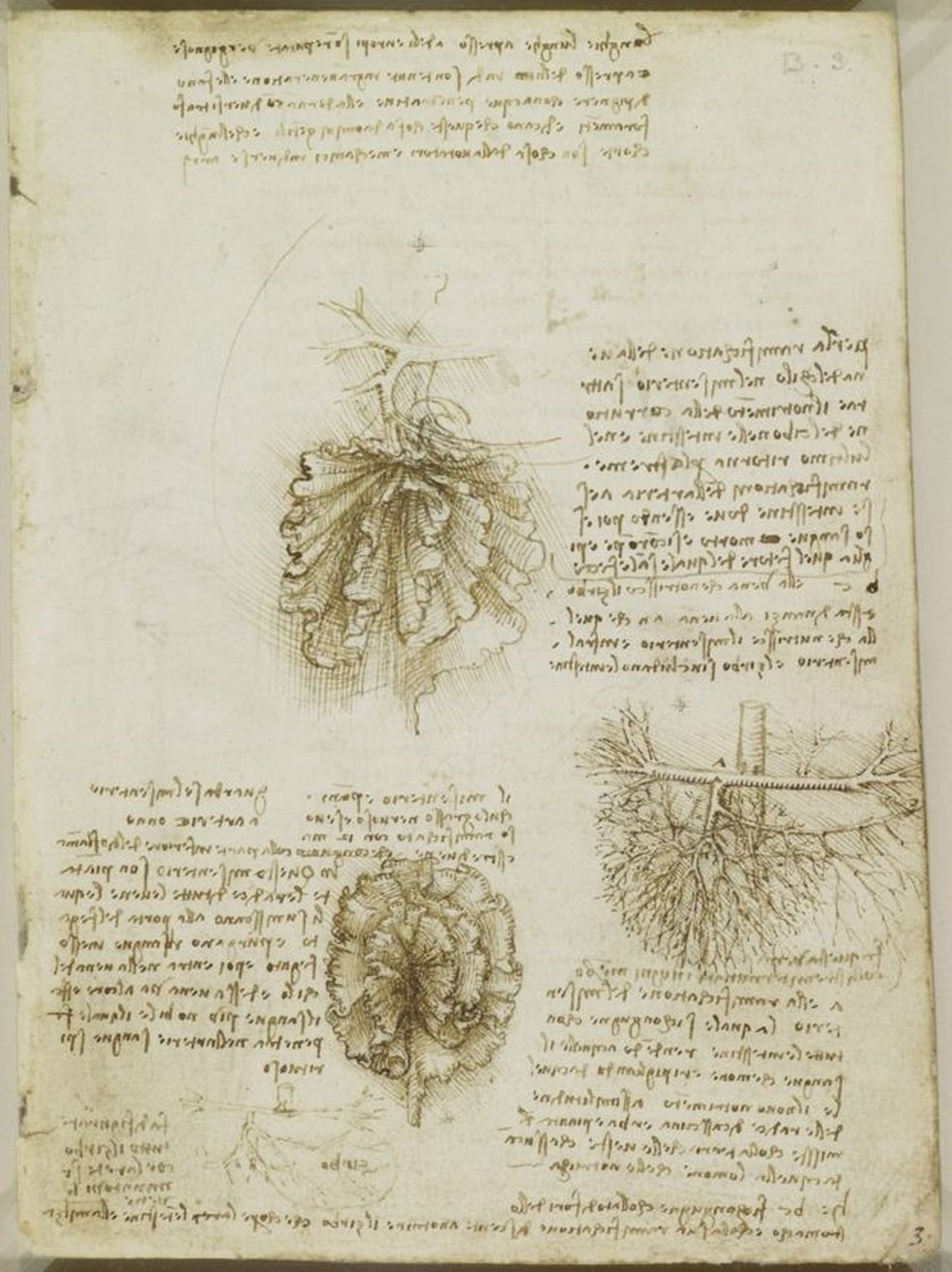 Primeira menção publicamente conhecida do mesentério foi feita por Leonardo Da Vinci, por volta de 1500 (Foto: Royal Collection Trust © HM Queen Elizabeth II)