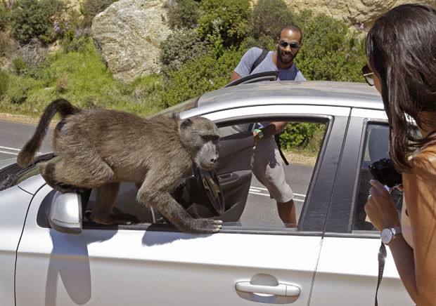 Babuínos atacaram o carro dos turistas Alexandre Casias e Emilie Vachon. (Foto: Schalk van Zuydam/AP) Babuínos atacaram o carro dos turistas Alexandre Casias e Emilie Vachon. (Foto: Schalk van Zuydam/AP)