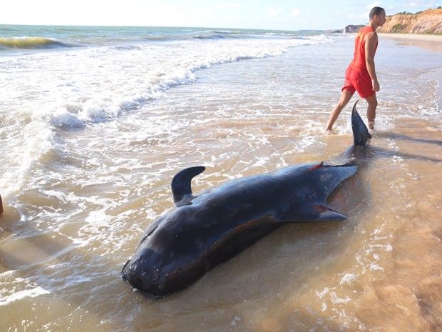 Pessoas tentam salvar baleia encalhada na Praia do Sol em João Pessoa (Foto: Walter Paparazzo/G1)