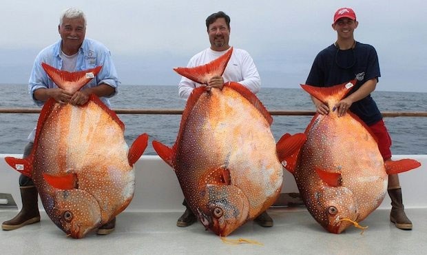 Armando Castillo, Joe Ludlow e Travis Savala fisgaram peixes da mesma espécie e praticamente iguais em tamanho (Foto: Reprodução/Facebook/Excel Long Range Sportfishing)