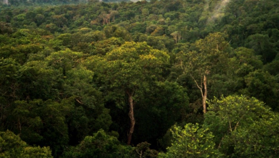 Brasil não atingia a marca de 7 mil quilômetros quadrados desmatados desde 2010 (Foto: Phil P Harris / Wikimedia Commons)
