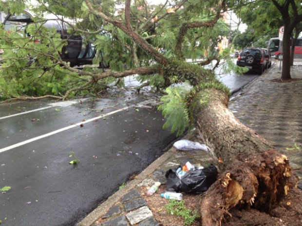 Vento e chuva derrubaram árvores no bairro Água Verde, em Curitiba (Foto: Tony Mattoso/RPC TV)