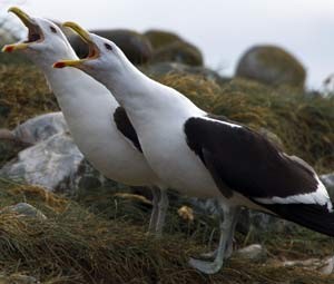 Gaivotas dominicanas estão entre os principais predadores dos pinguins na Ilha Magdalena (Foto: AFP PHOTO / VANDERLEI ALMEIDA) Gaivotas dominicanas estão entre os principais predadores dos pinguins na Ilha Magdalena (Foto: AFP PHOTO / VANDERLEI ALMEIDA)