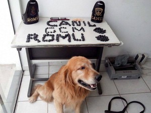 Cãe da GCM localizou parte da droga na casa de um suspeito de tráfico (Foto: Divulgação / GCM Tatui)