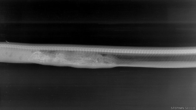 As escamas e os ossos do jacaré aparecem sendo digeridos. Durante esses dias, a serpente fica praticamente imóvel e, assim, se torna mais vulnerável a possíveis ataques. (Foto: Stephen Secor/BBC)