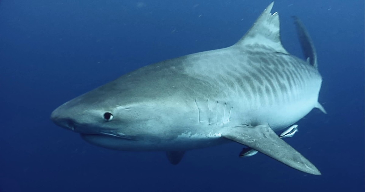G1 – La technologie française pourrait aider à surveiller les requins à Pernambuco