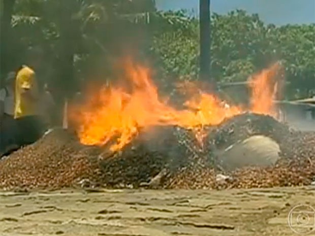 Produtores de cacau queimaram 20 sacas de amêndoas de cacau em manifestação no sul da Bahia (Foto: Reprodução Globo Rural)
