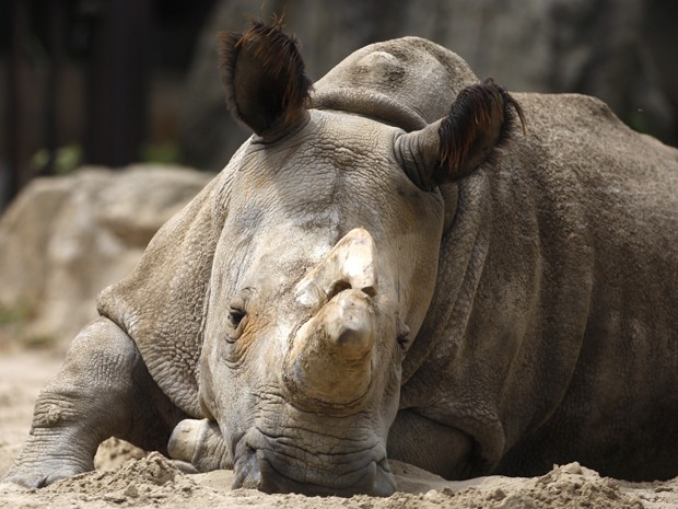 Nabire, uma fêmea de rinoceronte branco que nasceu e viveu 31 anos no zoológico de Dvur Kralove, na República Tcheca, em foto de 8 de julho de 2011 (Foto: AP Photo/Petr David Josek)