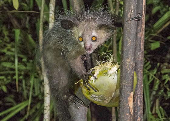 O coco verde está no cardápio do aye-aye há milênios, bem antes da chegada dos humanos em Madagascar (Foto: © Haroldo Castro/ÉPOCA)