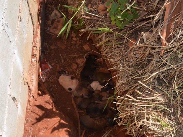 Buraco de terra em terreno baldio serve de abrigo para filhotes em Araraquara, SP (Foto: Felipe Turioni/G1)