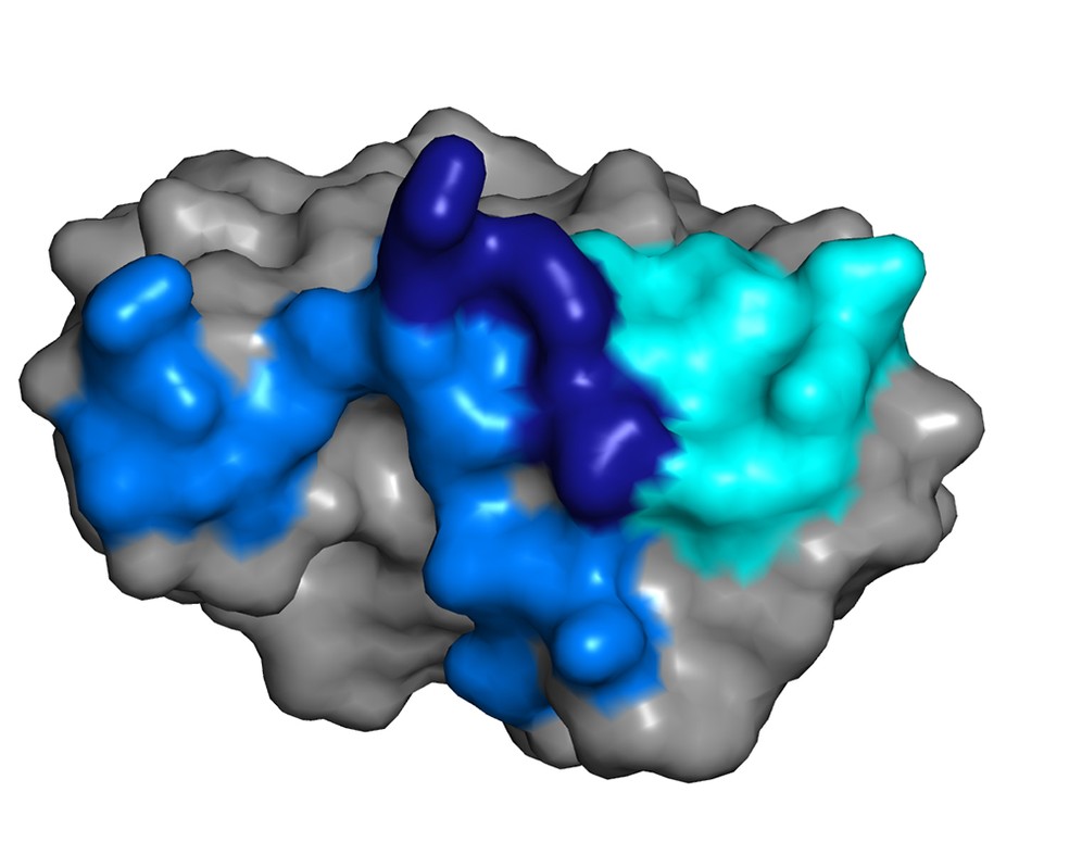 Pesquisadores identificaram anticorpos naturais capazes de prevenir contra a zika  (Foto: Jennifer R. Keeffe, Anthony P. West, Jr., and Pamela J. Bjorkman)