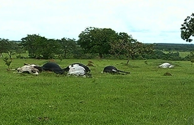 Poste se quebra e choque elétrico mata 5 vacas e 1 boi em Catalão, Goiás (Foto: Reprodução/TV Anhanguera)