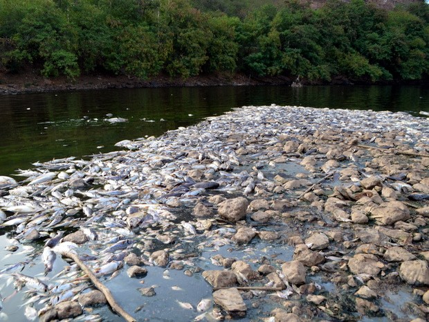 Prefeitura retira peixes mortos do leito do Rio Piracicaba (Foto: Thomaz Fernandes/G1)