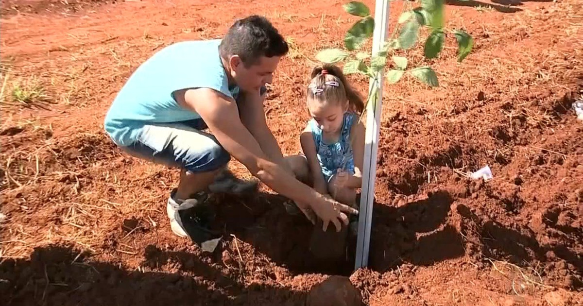 Quatrocentas mudas são plantadas no TEM Mais Verde em Ibitinga - Globo.com