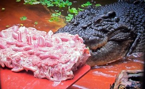Maior Crocodilo Do Mundo Faz 110 Anos E Ganha Bolo Na Australia Planeta Bizarro G1