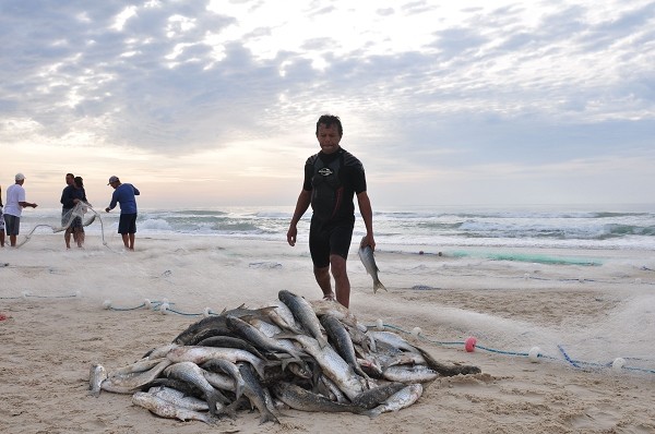 G Pescadores Contabilizam Mais De Toneladas De Tainha Em Um Dia