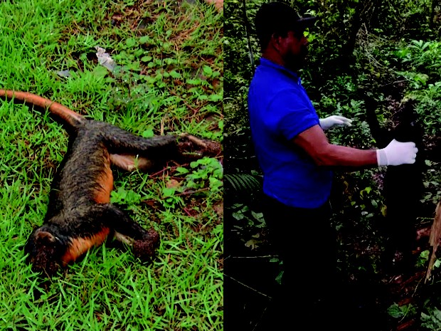 Sespa aguarda a resposta do Instituto Evandro Chagas sobre nove amostras de macacos mortos na região (Foto: Reprodução TV Tapajós/ Leandro Sousa)