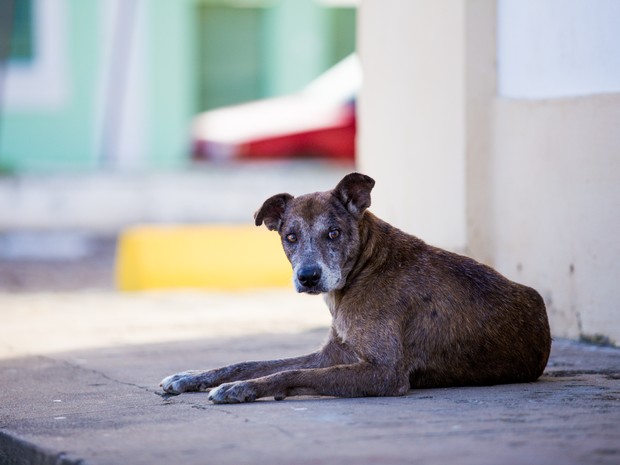 Por trás desse olhar triste há muitas estórias de dor e até de maus tratos. (Foto: Jonathan Lins/G1)
