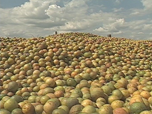 Fruta está estocada ou sendo estragada nos pomares (Foto: Reprodução/TV Tem)