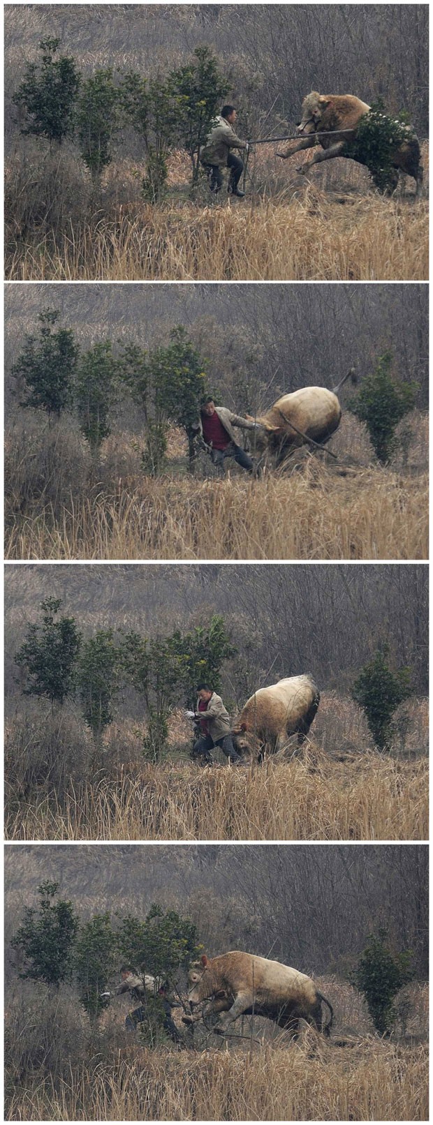 Combinação de imagens mostra vaca que escapou de caminhão atacado homem que tentava controlá-la na China (Foto: China Daily/Reuters)