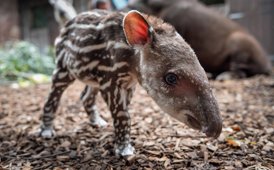 Zoológico de Chester, no Reino Unido, divulga foto de Zathras, o primeiro filhotinho de anta nascido por lá em oito anos
