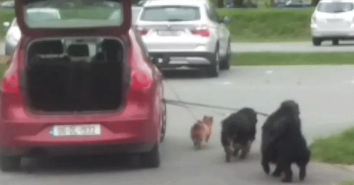 G1 Dono Preguiçoso Usa Carro Para Levar Cães Para Passear Na Irlanda Notícias Em Planeta 