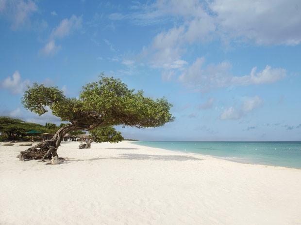 Árvore retorcida em Eagle Beach, considerada uma das praias mais bonitas do mundo (Foto: Divulgação/Aruba Tourism Authority)