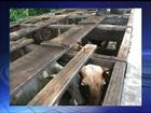 Animal morre por desidratação em caminhão abandonado com 20 bois