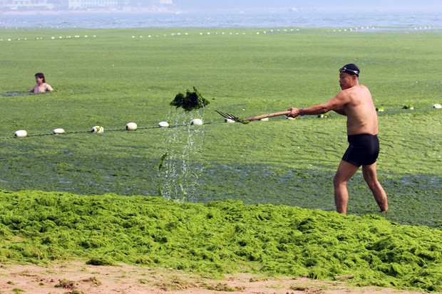Homem ajuda a retirar vegetação da costa, que tem aumentado drasticamente, de acordo com as autoridades (Foto: AFP)