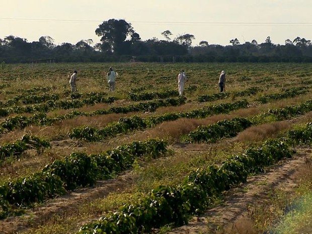 Trabalho na plantação de café (Foto: Reprodução/ TV Gazeta)