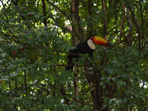 Tucano está há um mês em praça de Araraquara e se alimenta de frutas deixadas por vizinhos ou das árvores, e ovos de outros pássaros (Foto: Felipe Turioni/G1)