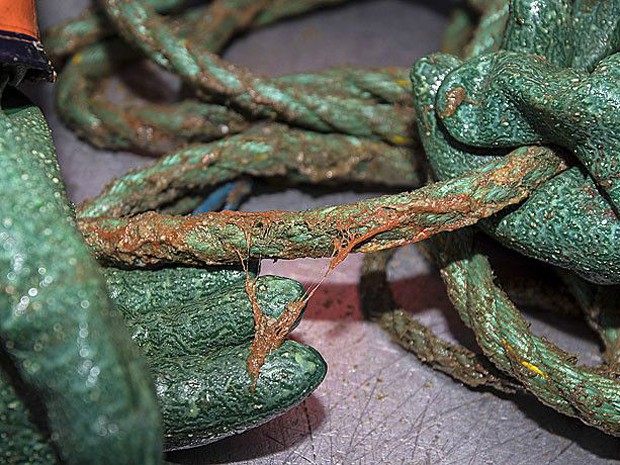 Equipamentos de pesca lançados ao mar na região ficaram cobertos com a substância (Foto: Gunnar Saetra/Instituto de Pesquisa Marinha da Noruega)
