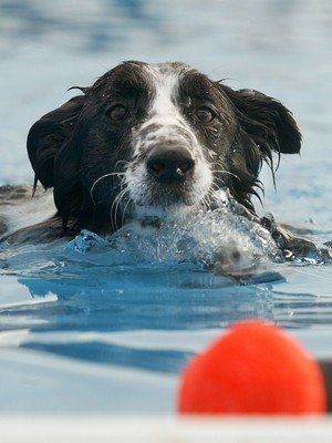 Cachorro nada para pegar a bolinha (Foto: Mario Tama/Getty Images)