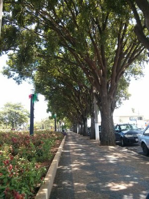 Arborização de ruas e praças agrada moradores e visitantes (Foto: Cláudio Nascimento / TV TEM)