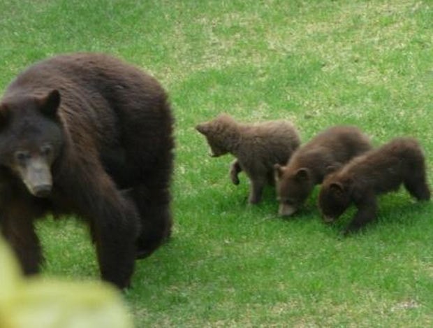 A família de ursos flagrada em outro momento. (Foto: Snowmass Village Police Department/Reprodução)