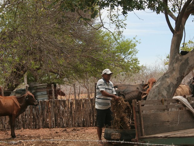 Sem mão de obra para contratar, criador cuida sozinho do gado (Foto: Rafael Barbosa/G1)