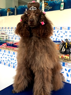 Penteado em cães ganha força no mercado de pet shop em Poços de Caldas (MG) (Foto: Lara Cristina/G1)