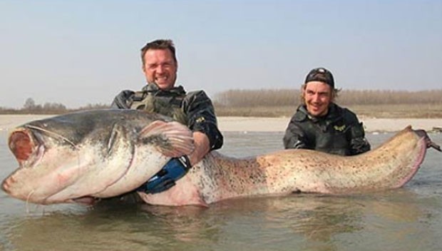 Em abril de 2012, os pescadores alemães Stefan Seuss, Uli Schuppler e Patrick Nimz fisgaram um peixe-gato, conhecido no Brasil como bagre, de 98,8 quilos e 2,34 metros no rio Po, na Itália. (Foto: Reprodução)